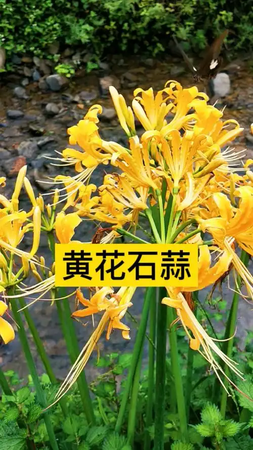 植物科普黄花石蒜别称忽地笑金爪花等名被列为全株有毒植物大家一定要