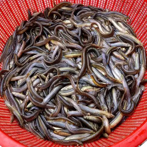 宠物苗幼苗小活放生鳅泥鳅苗筏钓台寸鱼饲料包淮安鳅苗青