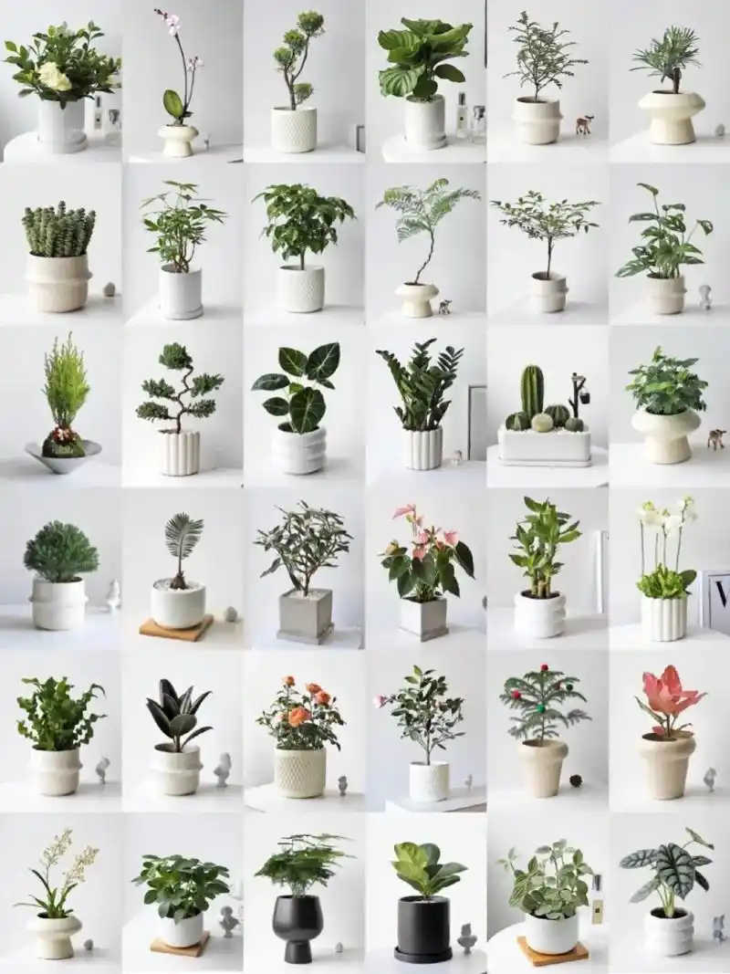 36款常见盆栽绿植00名字99.记住名字,了解植物的习性,有 - 抖音