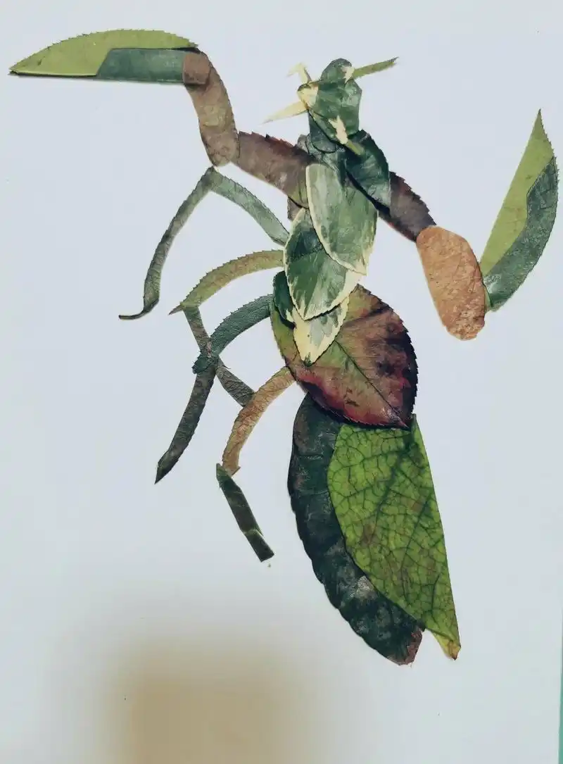 螳螂树叶贴画