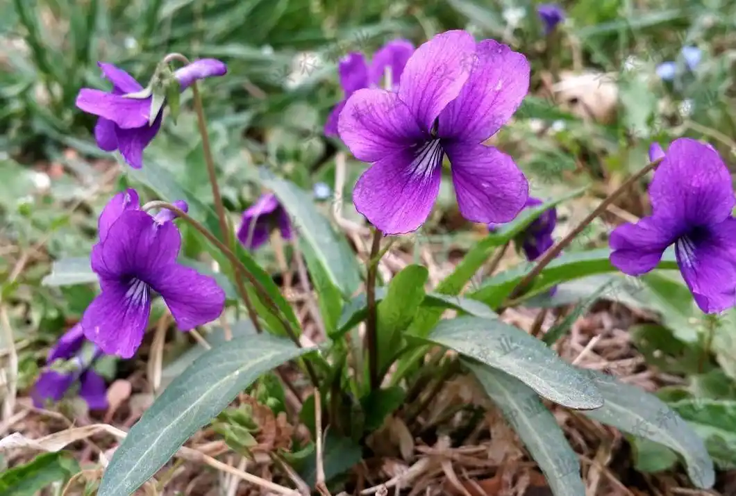 农村美丽的紫花地丁草竟是"蛇毒克星",我也是才了解它的用途!