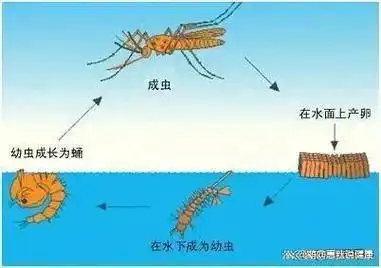 王先生得知后显露黑人问号的表情,王先生忽略了一个实践要素,蚊子本身