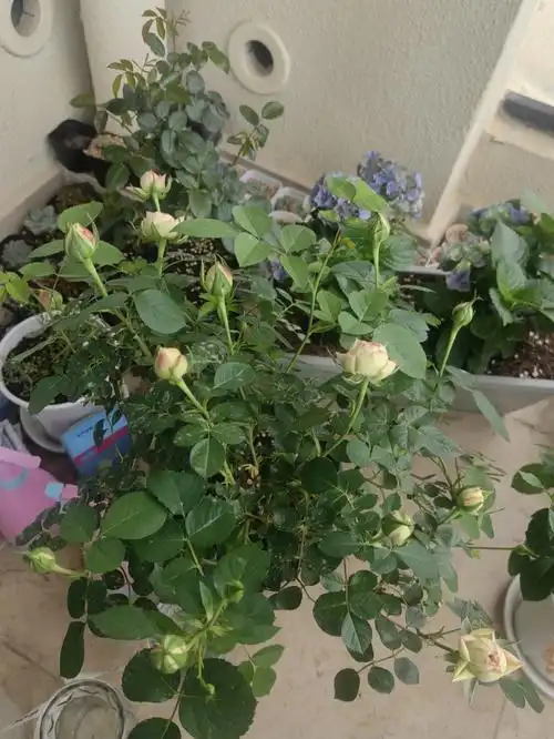 图一是半个月前,后面是今天开花的样子,花目前不是很大,后面应该会变