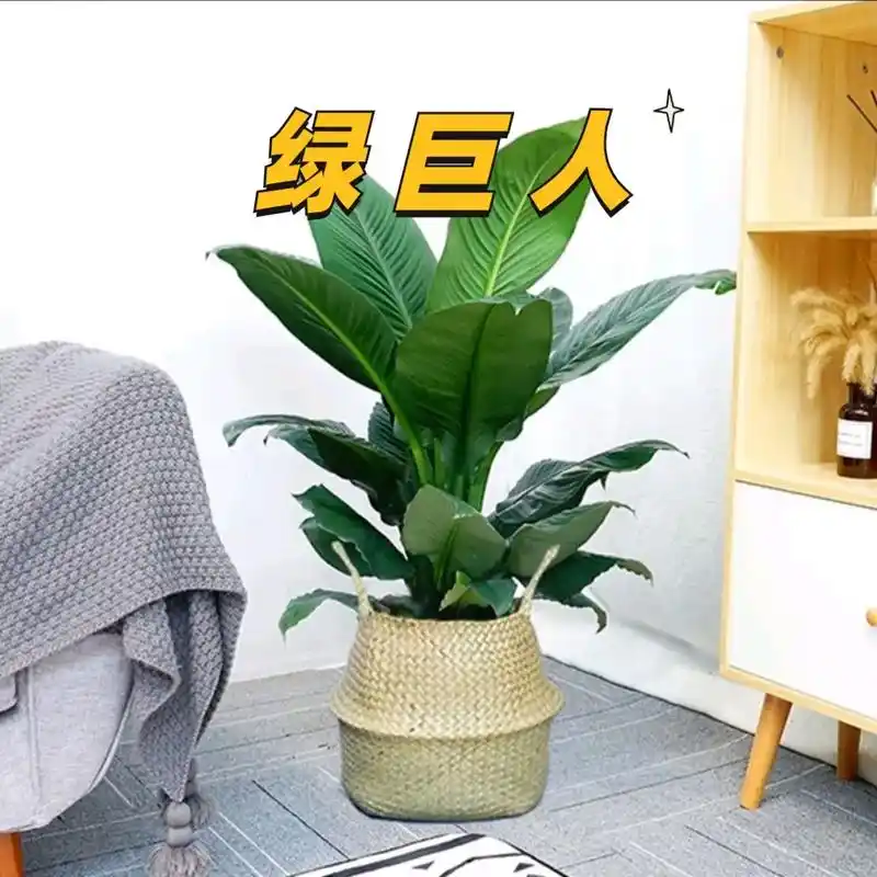 绿巨人也会开花吗?四季青翠,花朵洁白,给人以清凉舒适的感 - 抖音