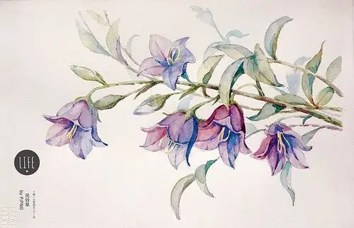 水彩花卉 风铃草-p.png