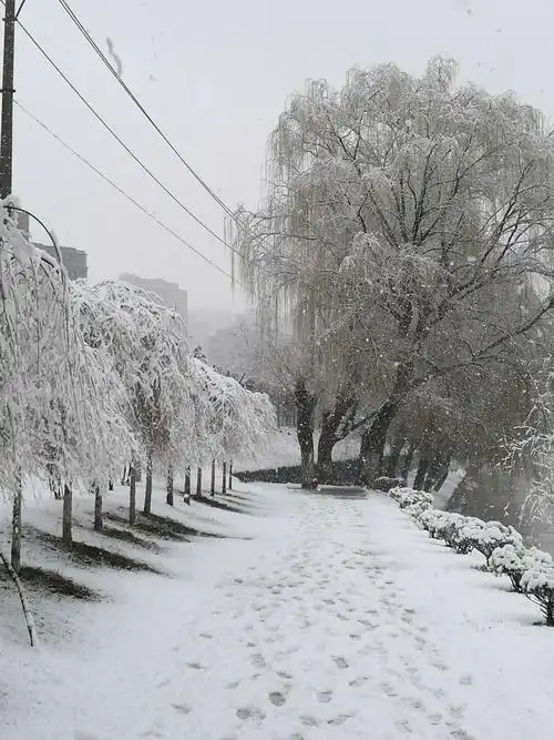 3月30日上午丹东下了鹅毛大雪,这样的雪景非常难得.