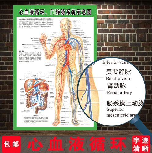 人体器官解剖图心血液循环门静脉血管系统示意图海报医院科室挂图