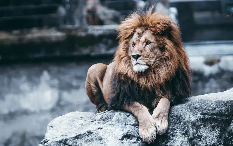 狮子休息岩石动物园