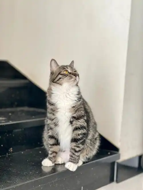 已领养北京流浪猫领养狸花四蹄踏雪