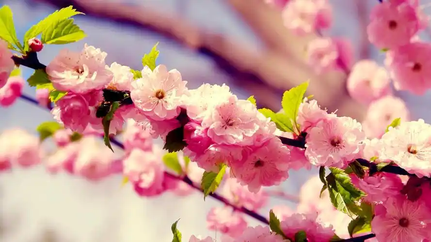 唯美浪漫樱花风景桌面壁纸_风景壁纸_壁纸下载_美桌网