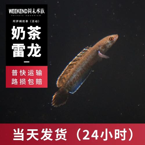 [周末水族]活动阿萨姆奶茶雷龙小型雷龙鱼蓝帆热带淡水观赏小鱼苗