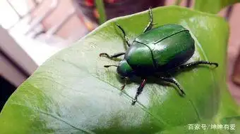 金龟子吃的食物都是地下部分,如根茎或幼苗.