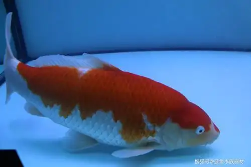 长乐金银鳞锦鲤批发价