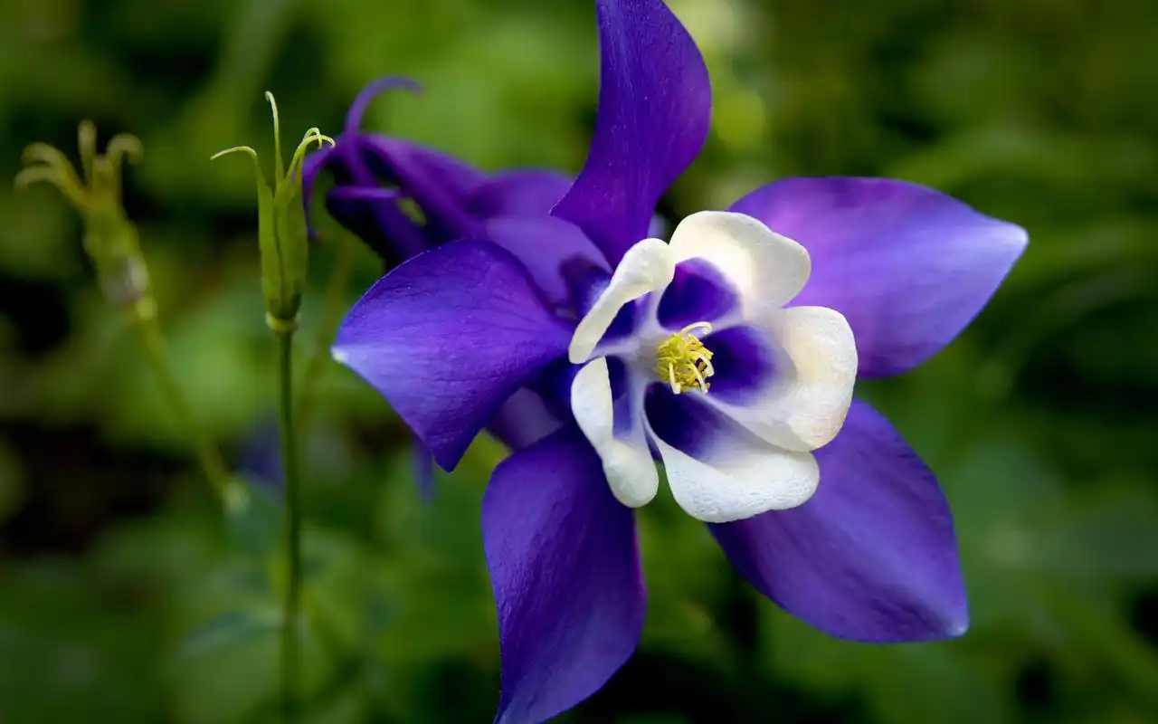 小清新猫爪花唯美高清桌面壁纸