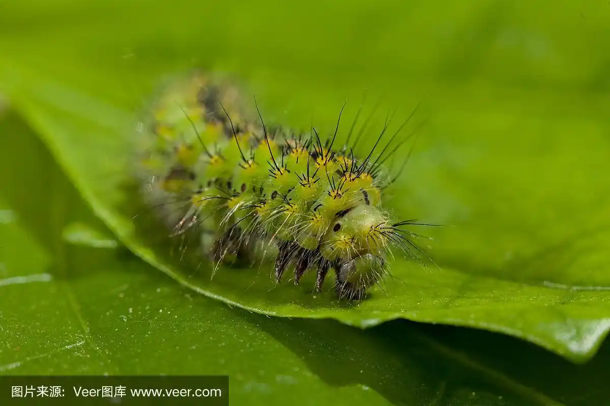 绿色的毛毛虫