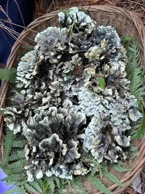 高端正品干巴菌