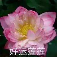 莲花头像带字 佛系莲花头像带字_微信头像图片大全