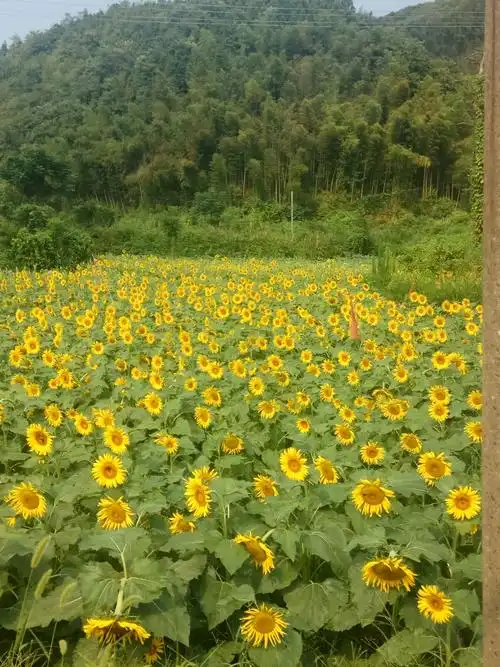 名花八叶嫩黄金,色照书窗透竹林.