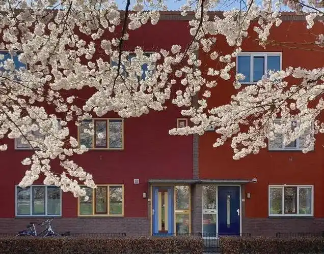 荷兰欣赏樱花原来这么美