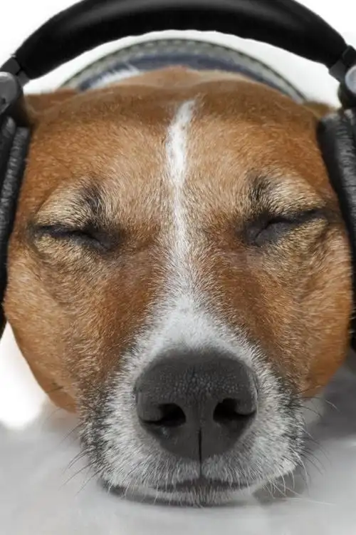 iphone 壁纸 狗放松听音乐,耳机,有趣的动物