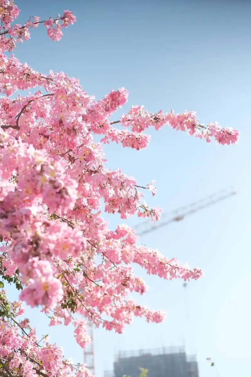 壁纸 花 桌面 1440_2160 竖版 竖屏 手机