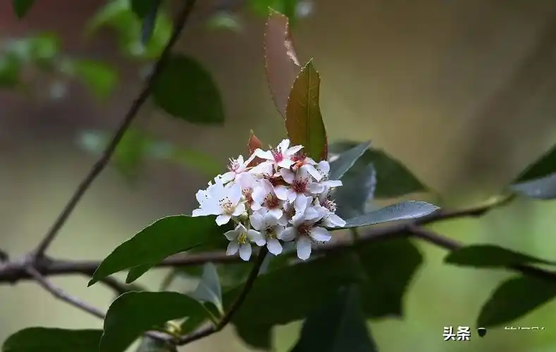 春花树花开便是春分