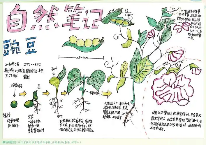 "爱牛杯"自然笔记优秀作品选登