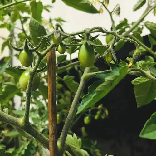 00小番茄生长记录