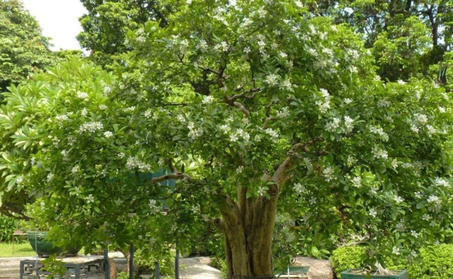 九里香树姿秀雅,四季常青,开花洁白而芳香,是优良的盆景材料!