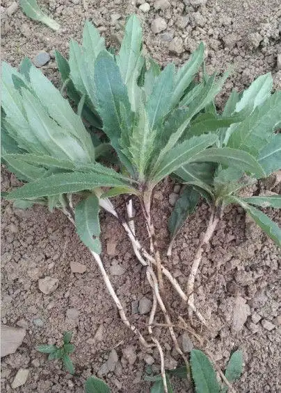 没几个人吃过的野生刺刺菜,不光好吃,还能止血!