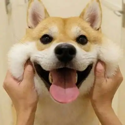 超级萌超级可爱的颜值爆表的宠物头像最新2022全新酷拽的宠物头