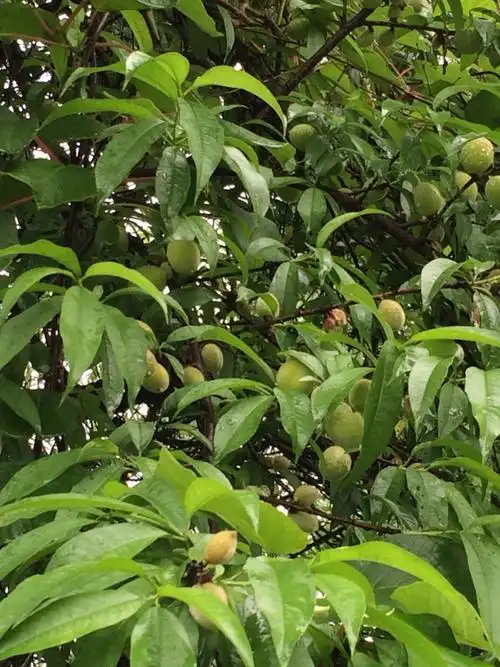 树上的毛桃再有10天半个月它就成熟了!