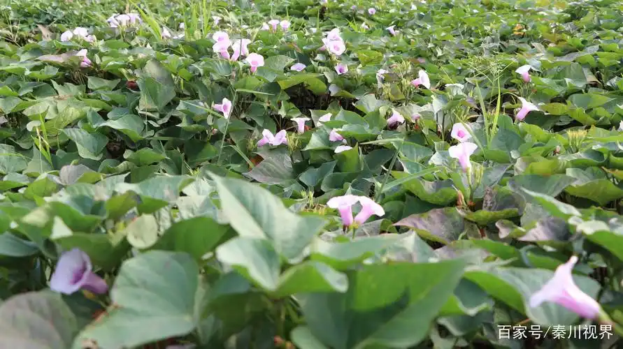 你可能吃过红薯,却没有见过它开花,一起来看看红薯花吧