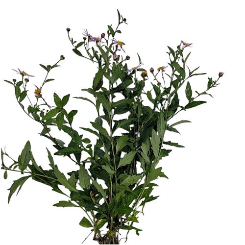 马兰新鲜中草药现摘百草全草晒干紫菊阶前500g其他药食同源食品