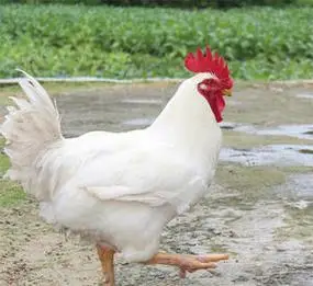 00小雨村长是我淘宝白公鸡活的 纯白色大公鸡活体包邮 药引子散养