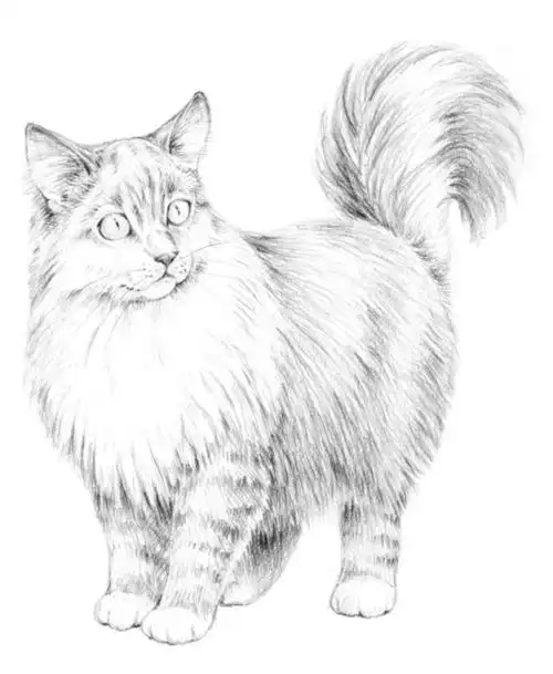 史上最温情,暖心的动物铅笔素描技法!真正大师级的绘画就在你的眼前!