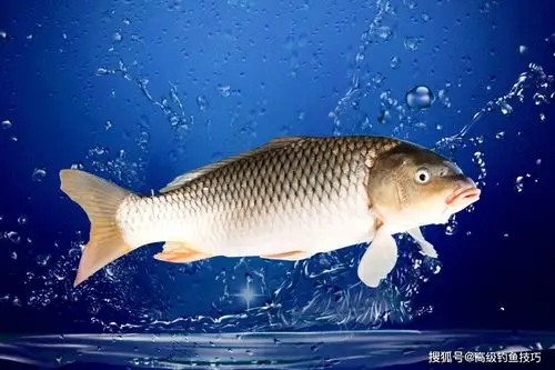 鲤鱼喜欢吃什么味型的饵料?鲤鱼最喜欢的食物