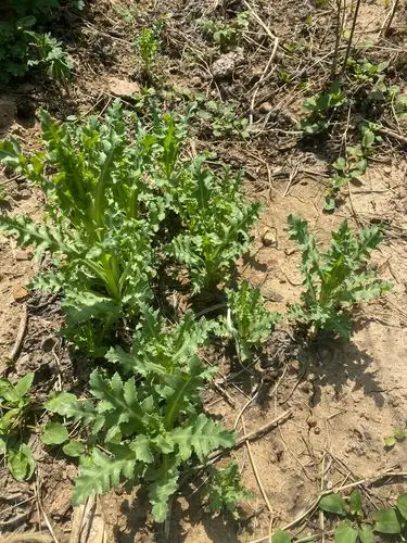 "天目铲毒"在行动,罂粟幼苗无处逃