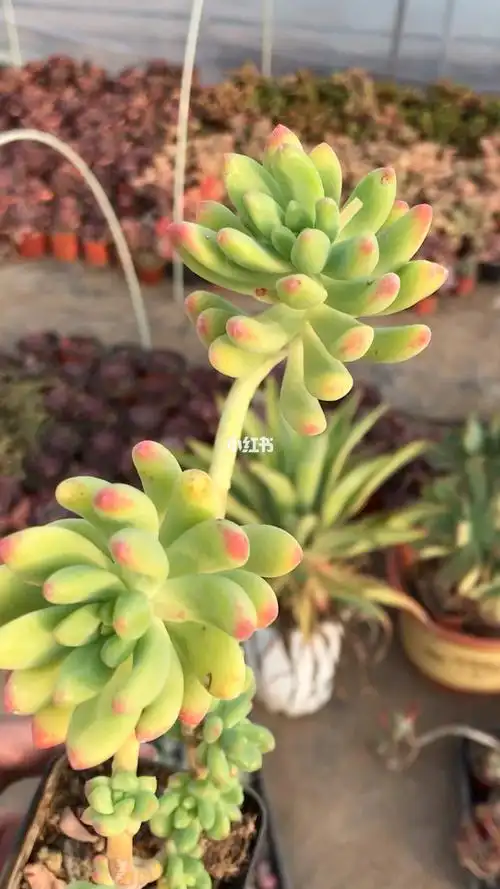 多肉控柠檬手指