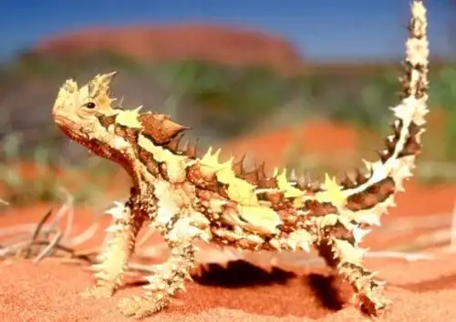 棘蜥(thorny devil)