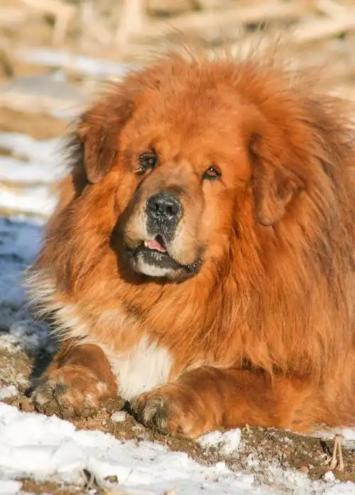 藏獒:神秘的守护者还是危险的挑战?