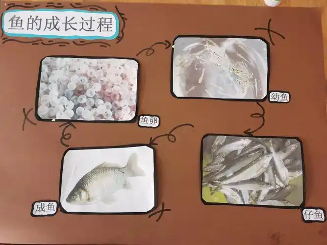 "鱼"你相遇—埠子小学幼儿园中三班班本故事