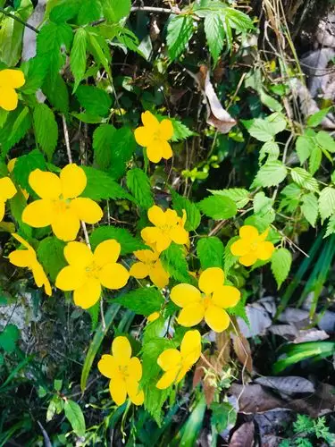 路上见到的各种野花