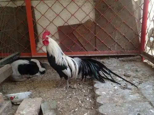 世界上最贵的4种鸡第一种号称鸡中的兰博基尼