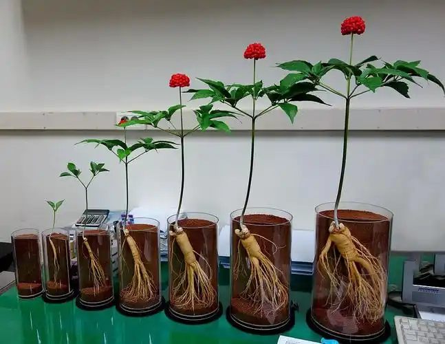 人参与西洋参的区别?