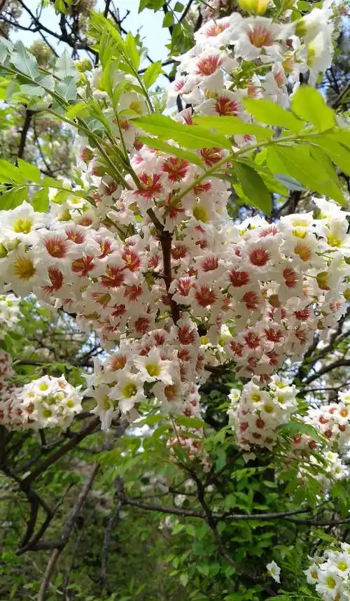 绿化树开花一串串的是什么花(绿化树开花一串串的是什么花会变色)