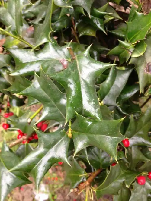 人网问答:谁认识这种带刺的植物名称啊?还请告知