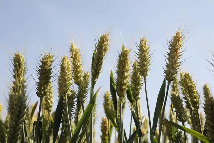 小满时节麦粒满,麦浪翻滚迎丰年