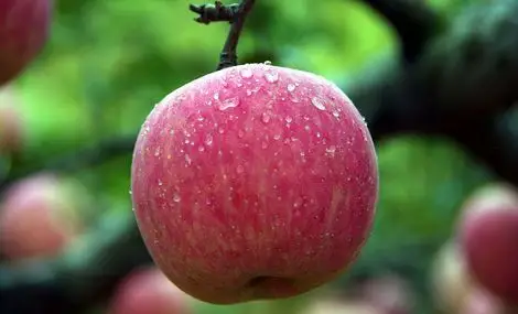 【北大学城】第五个苹果