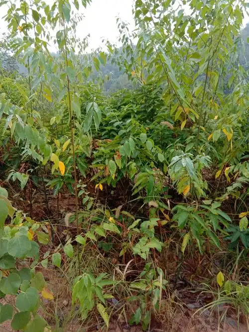 [山胡椒]已上新,机不可失,失不再来,各位老板快来砸单吧!